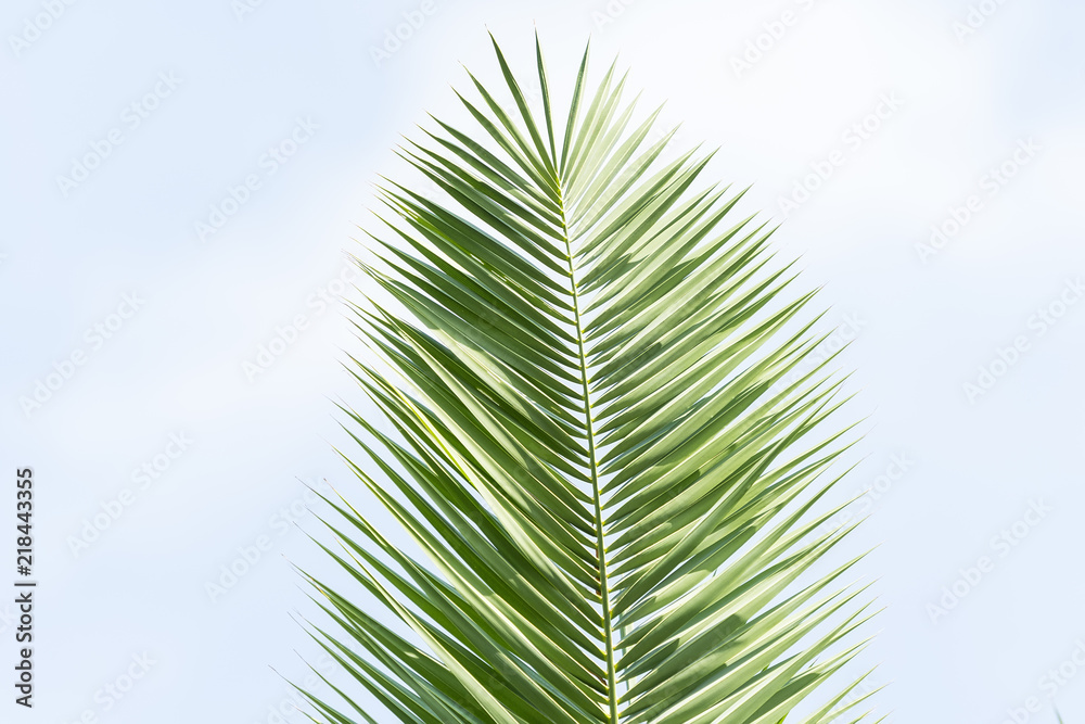 Obraz premium palm tree isolated on white background