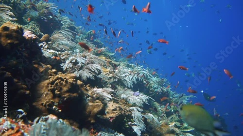 Wallpaper Mural A glide trough some of the world most healthy reefs in Komodo. Torontodigital.ca