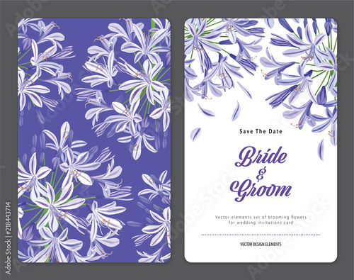 Fototapeta Naklejka Na Ścianę i Meble -  Agapanthus or African lily flowers background template. Vector set of blooming floral for holiday invitations, greeting card and fashion design.