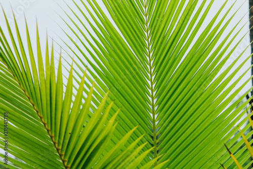 Closeup coconut leaves Background Beautiful motifs of the petiole