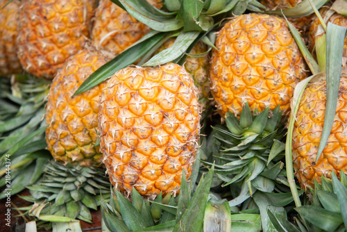 pineapple from farm