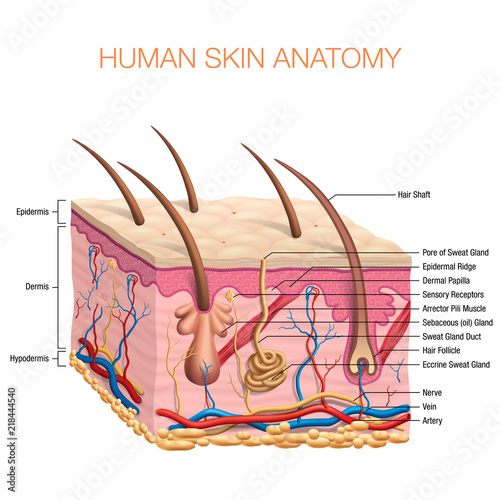 Human Skin Anatomy vector illustration isolated background photo