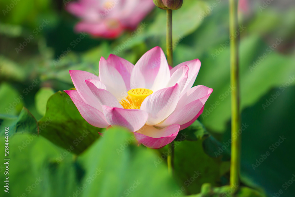 Beautiful pink lotus flower in blooming Beautiful pink lotus flower in blooming