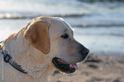 Wet dog on beach