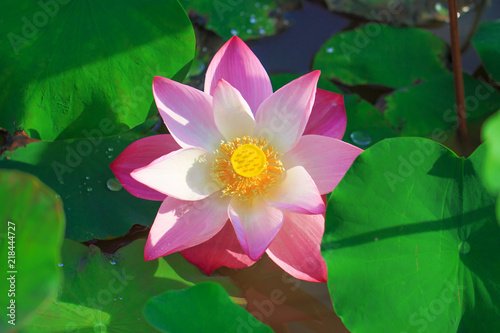 Beautiful pink lotus flower in blooming