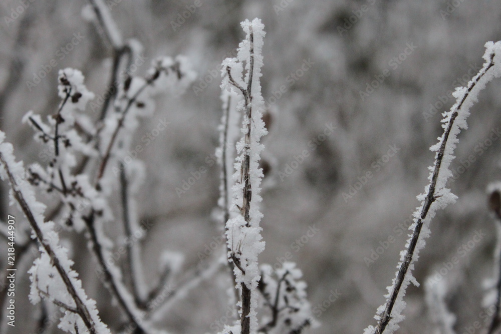 Frost Frost