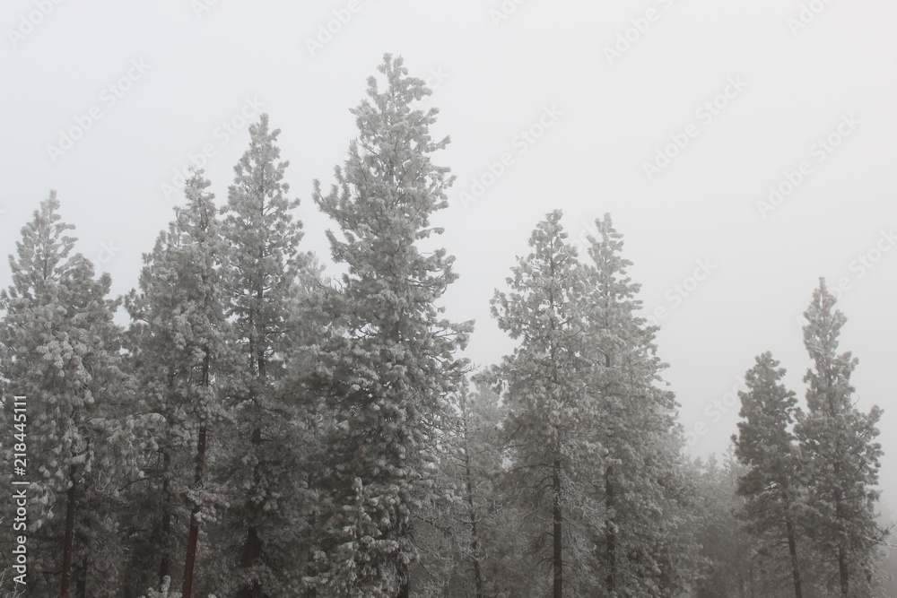 Frost Frost