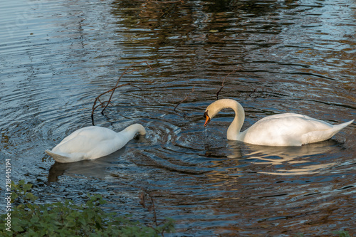 Swans