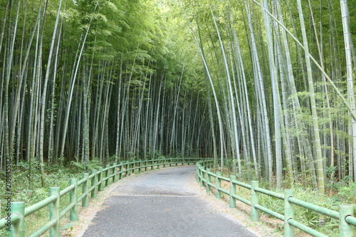 愛知 緑地公園 夏 日中 竹 竹林 小径 ハイキングコース