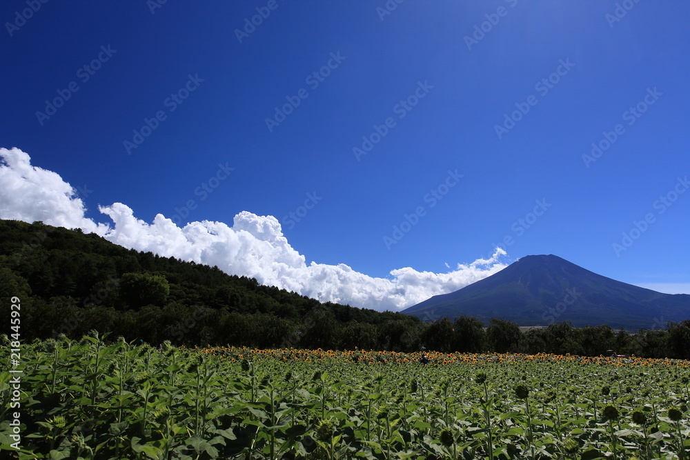 Fototapeta premium だんだんに咲き始めたひまわり畑