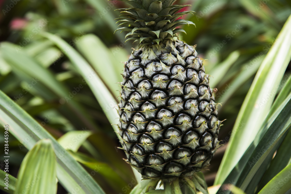 green pineapples green pineapples