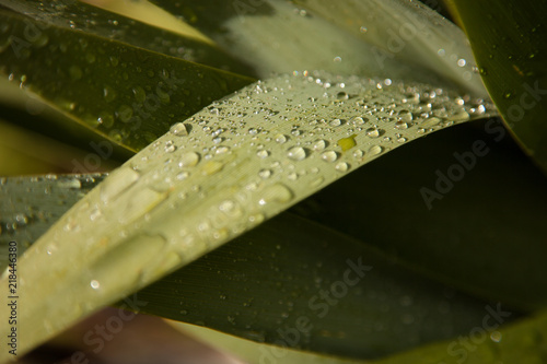 leaves droplets