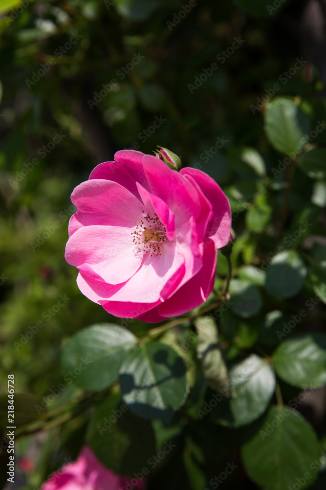 This is a picture of a rose taken in May. This is a picture of a rose taken in May.