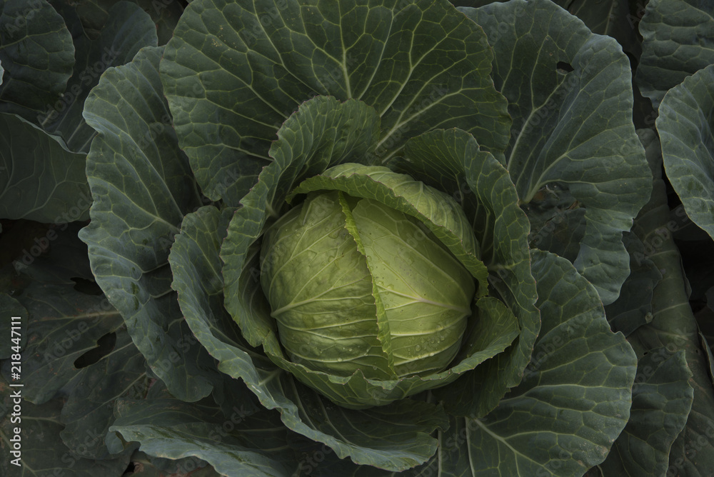 cabbage farm at Phutabberk mountain, Phetchabun, Thailand cabbage farm at Phutabberk mountain, Phetchabun, Thailand