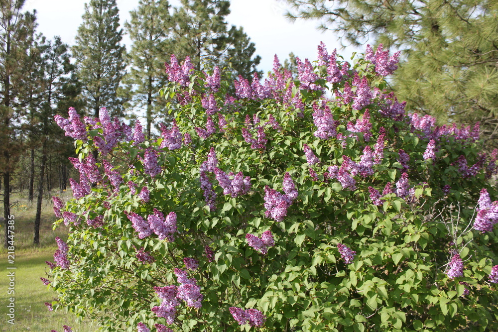 Lilacs