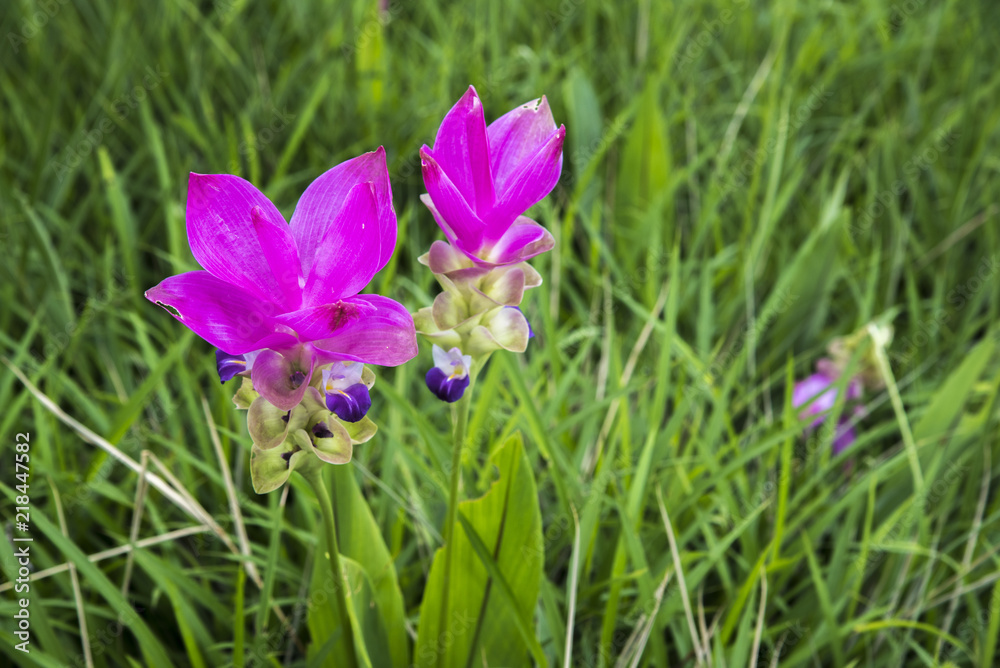 Krajiao flower,Siam Tulip at Pa Hin Ngam is a national park in Chaiyaphum Province, Thailand Krajiao flower,Siam Tulip at Pa Hin Ngam is a national park in Chaiyaphum Province, Thailand