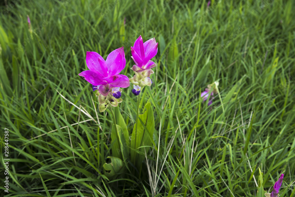 Fototapeta premium Krajiao flower,Siam Tulip at Pa Hin Ngam is a national park in Chaiyaphum Province, Thailand