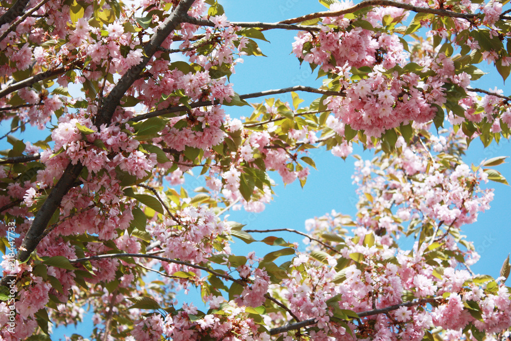 Blooming pink cherry tree. Sakura Blooming pink cherry tree. Sakura