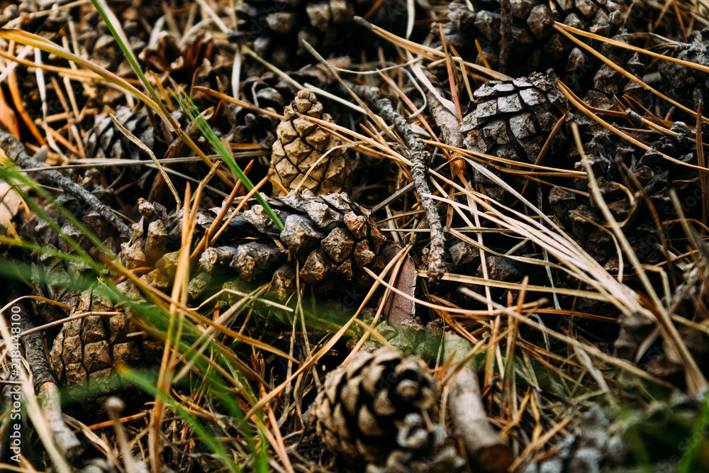 Brown pine cones in the forest Brown pine cones in the forest