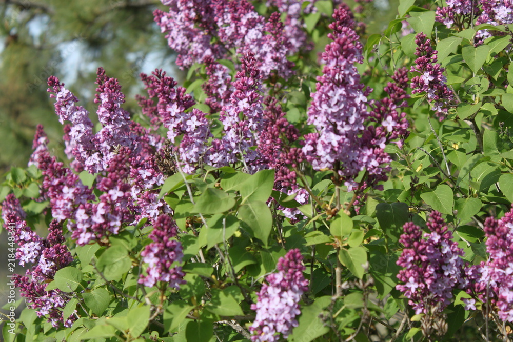 Obraz premium Blooming Lilacs