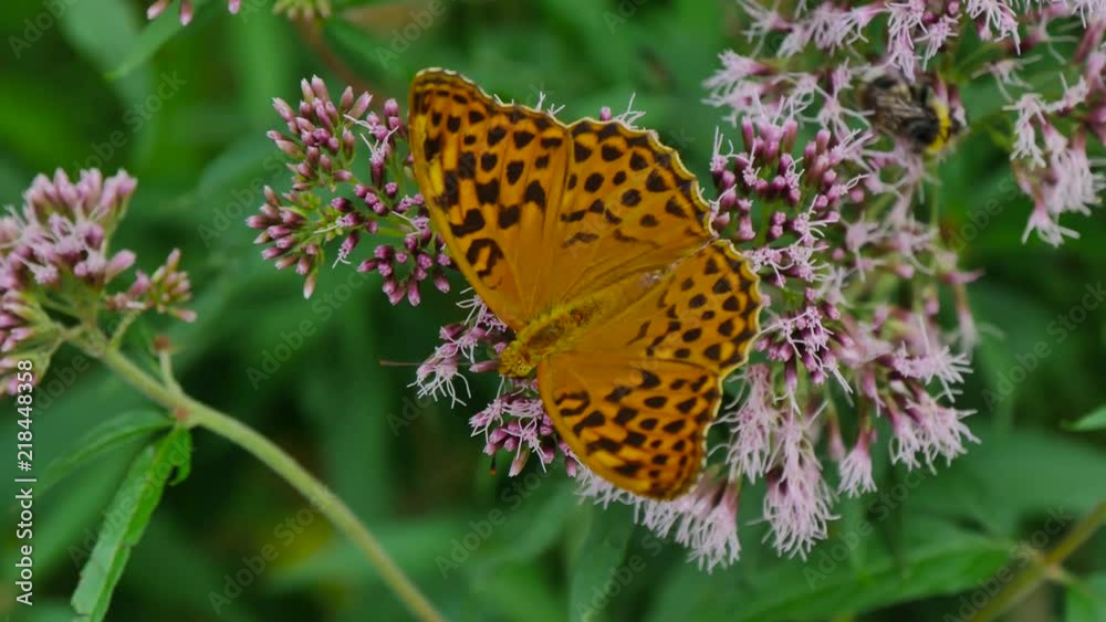 orange butterfly working on wild flower top view orange butterfly working on wild flower top view