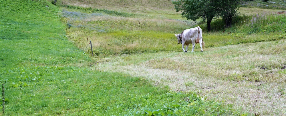 Obraz premium Eine Kuh auf einer Wiese