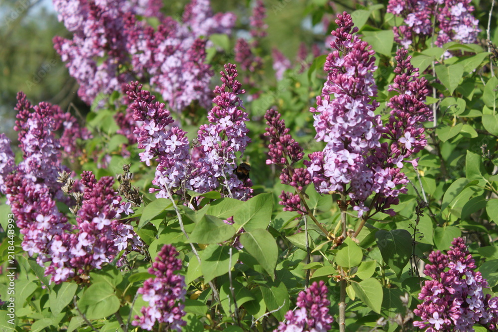 Obraz premium Blooming Lilacs