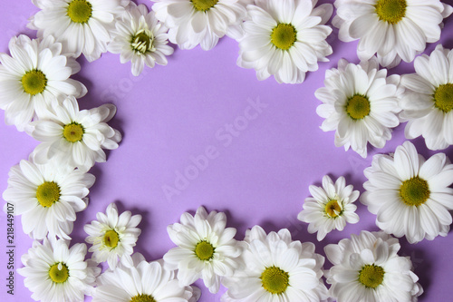 Background of daisies on a purple background. Beautiful flowers with white petals on a red background with space for text  .March 8.Valentine's Day.Birthday. © White bear studio 