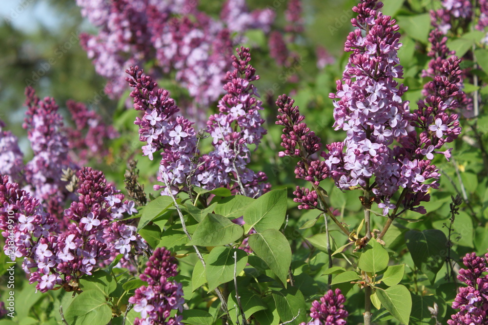 Fototapeta premium Blooming Lilacs