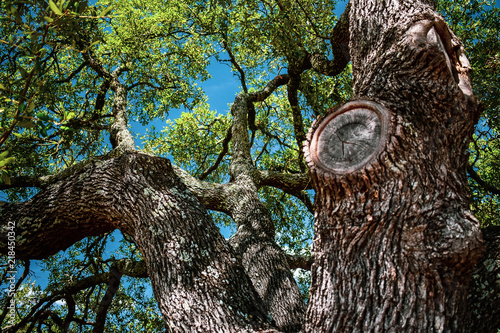 oak tree and it's branches