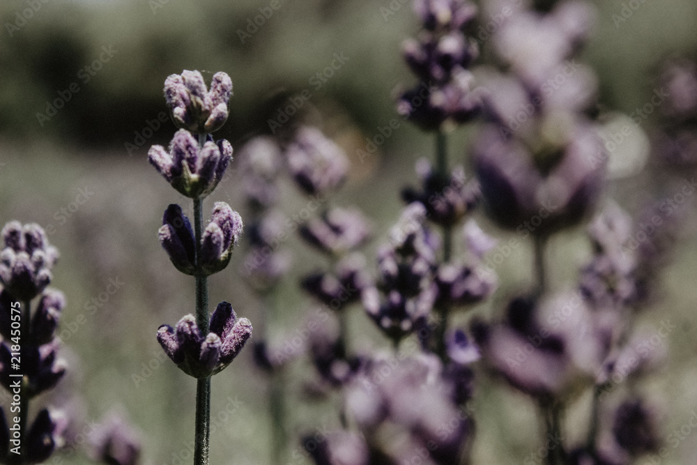 Fototapeta premium Lavender