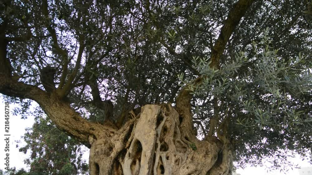 Tilt, moving of an old trunk of an olive tree. close up bark Tilt, moving of an old trunk of an olive tree. close up bark