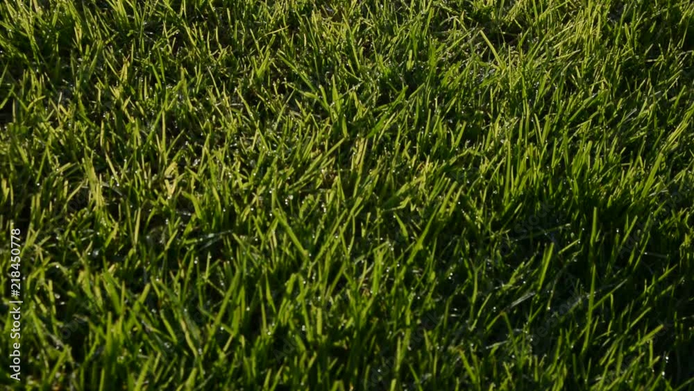 Close up green grass in the wind in Meadow on light sun morning.rigth to left movement