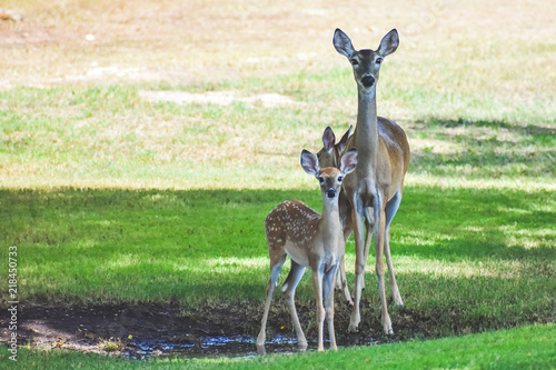 Doe and Her fawns getting a drink