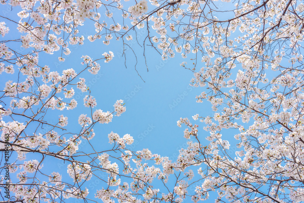 Cherry blossom or Sakura flowers with blue sky. They are in Osaka Japanese Castle park, Japan. Cherry blossom or Sakura flowers with blue sky. They are in Osaka Japanese Castle park, Japan.