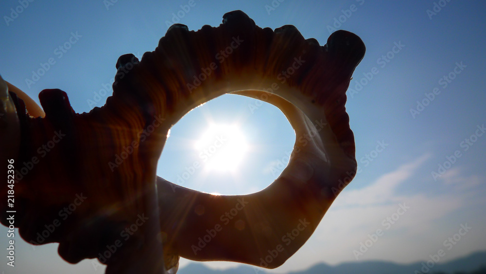 Fototapeta premium Sunlight Through A Conch