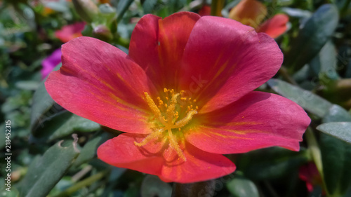 A Close-up of a Purslane Flower