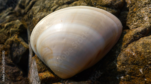 A Smooth and White Shell on the Beach