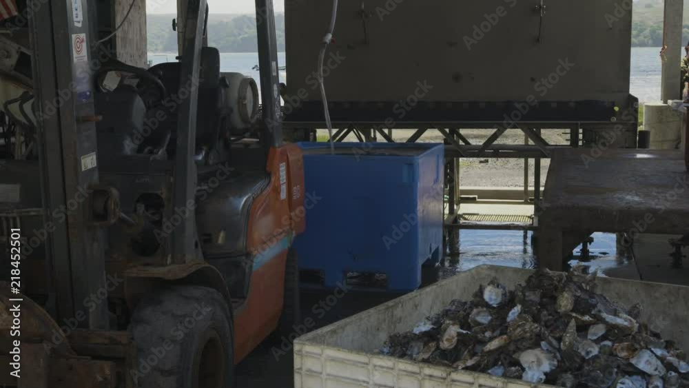Fresh water flowing into a bin of oysters. Fresh water flowing into a bin of oysters.