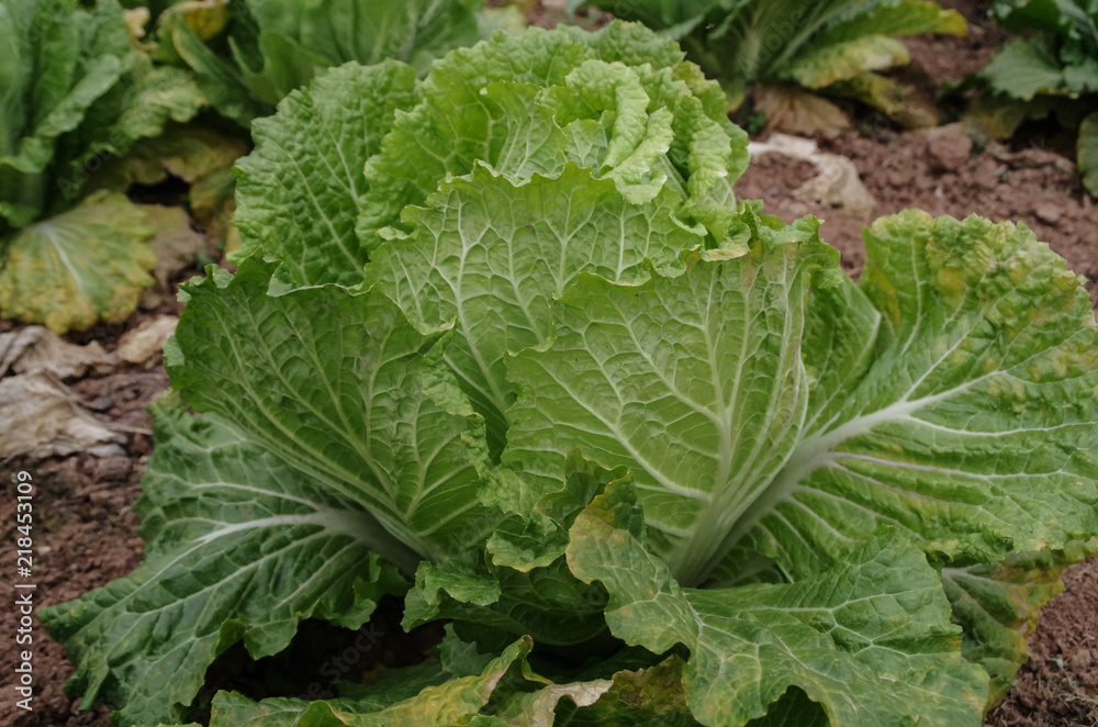 A Fresh Green Chinese Cabbage in the Field A Fresh Green Chinese Cabbage in the Field