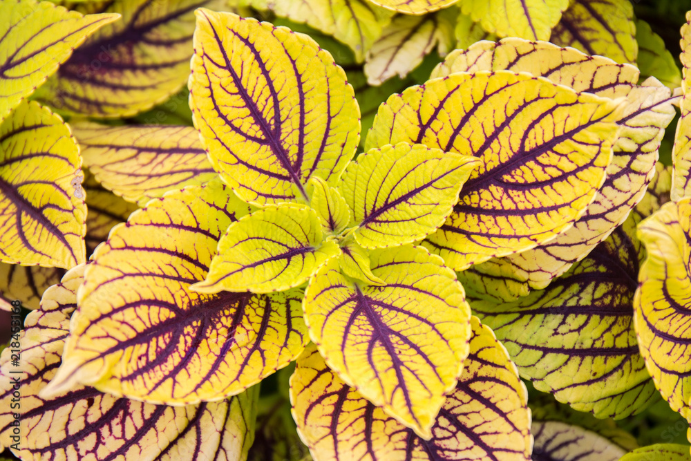 Multicolor decorative plant - coleus; ( Solenostemon scutellarioides )