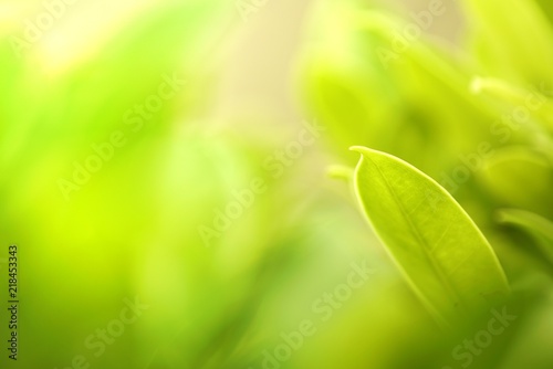 green leaf macro shot with dreamy day light soft focus background