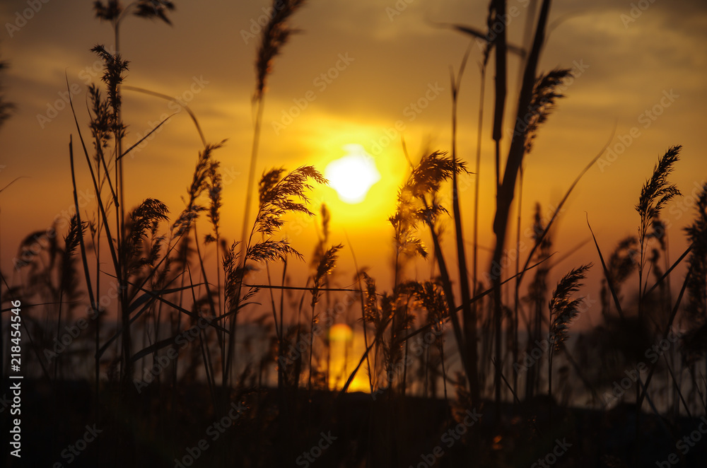 Reeds in the Sunrise