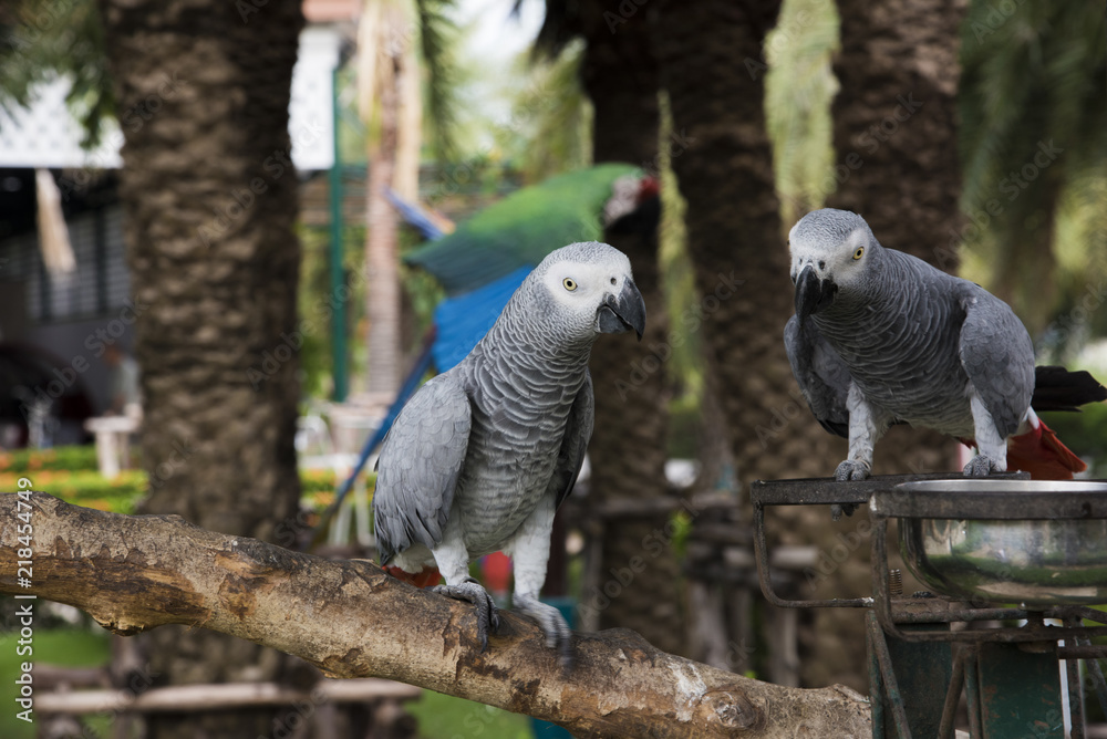 Obraz premium Gray African Parrot