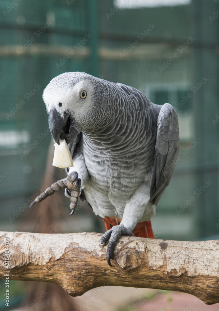 Obraz premium Gray African Parrot