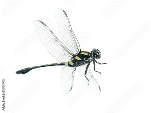 macro image of dragonfly © noppharat
