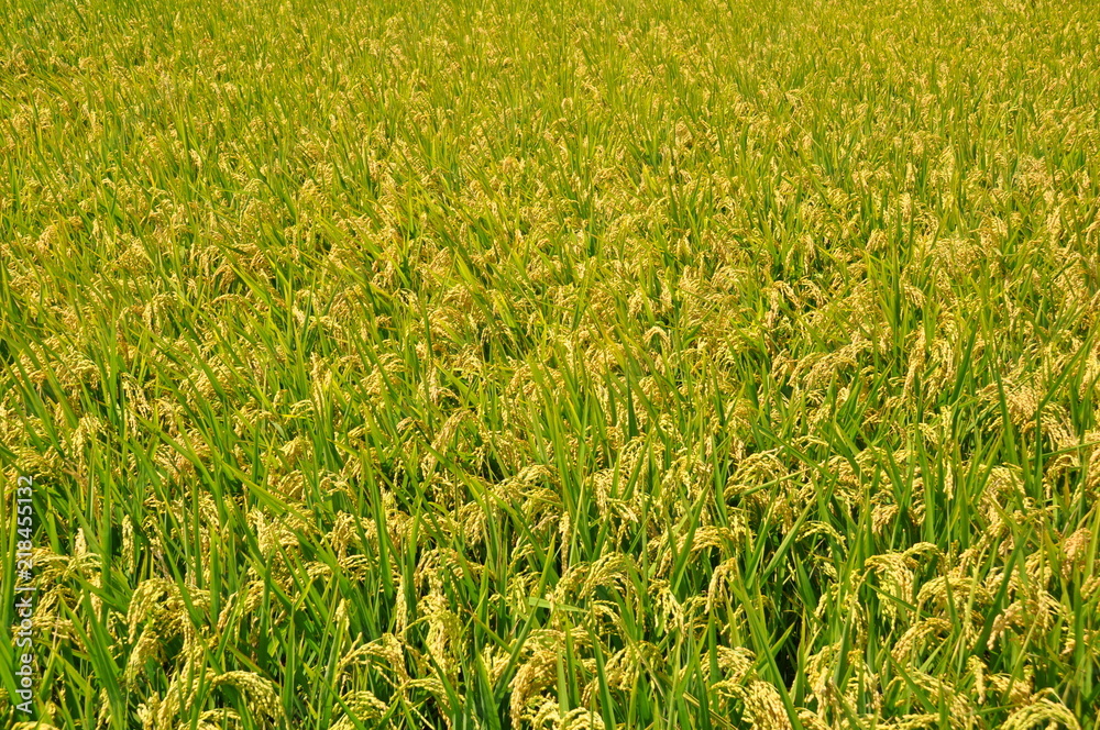 Golden rice field at harvest season in summer in a country in Taiwan