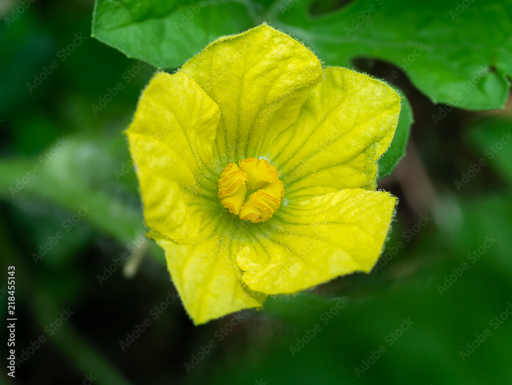 Close up of Watermelon flower. Close up of Watermelon flower.