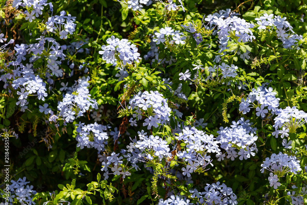 Blue jasmine flowers full background