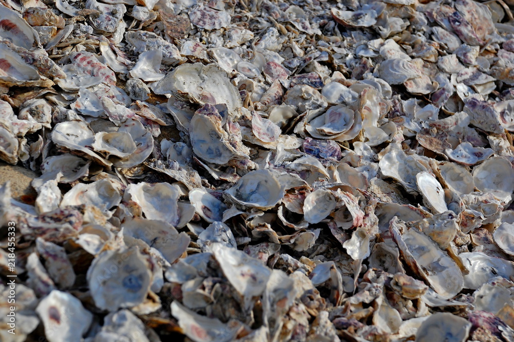 Oyster shells at a beach in Changhua, Taiwan Oyster shells at a beach in Changhua, Taiwan